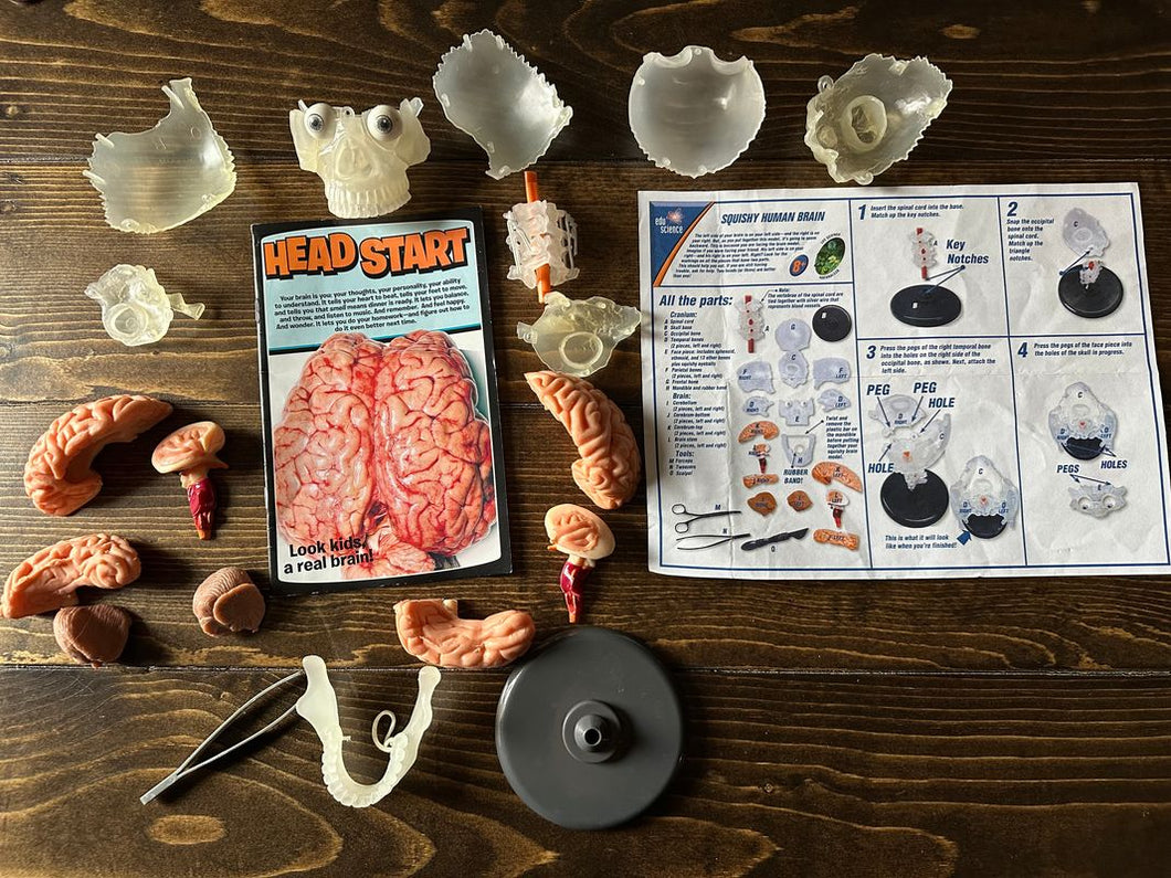 Squishy human brain. Comes with all the parts stand, informational booklet and instructions. Anatomy Educational