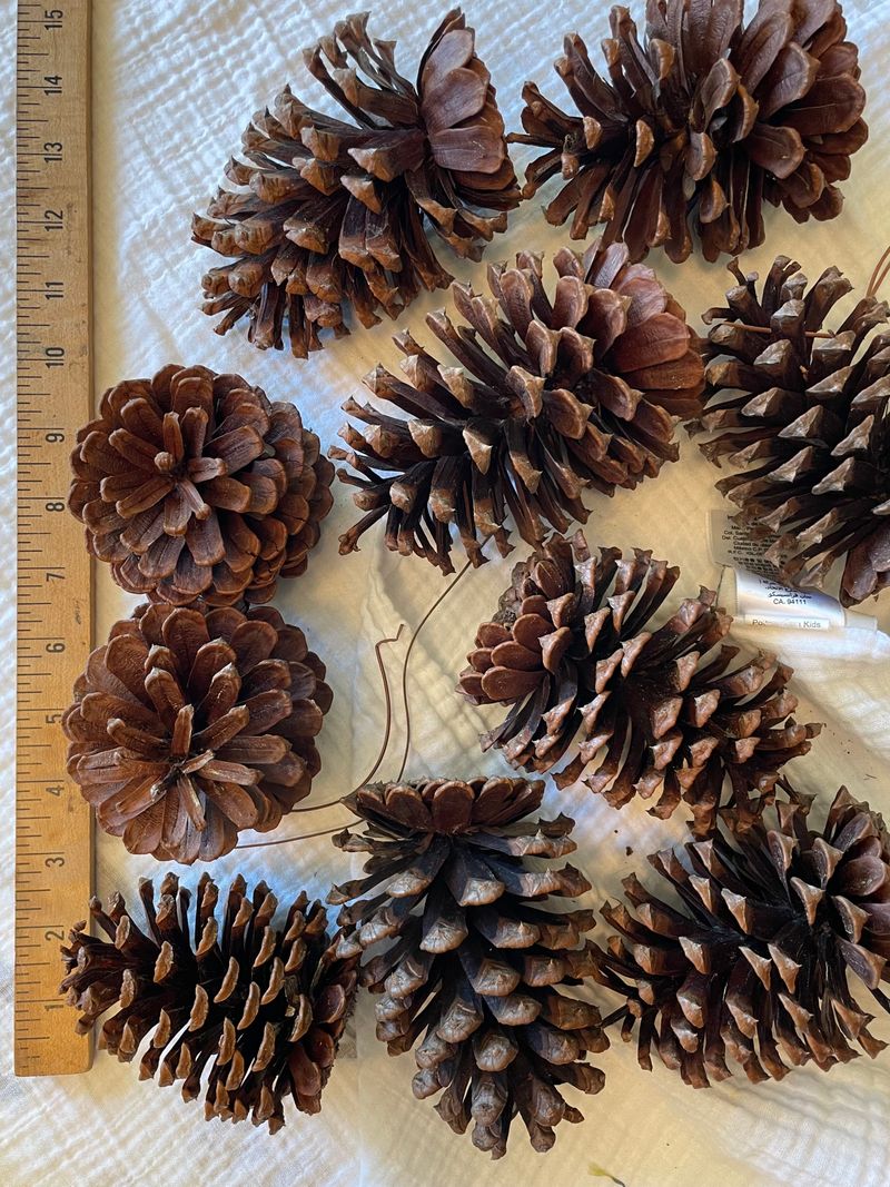 Pine Cones 10 Chemically untreated 3 to 5 inches