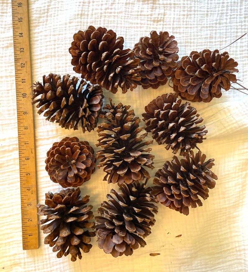 Pine Cones 10 3-5 inch chemically untreated