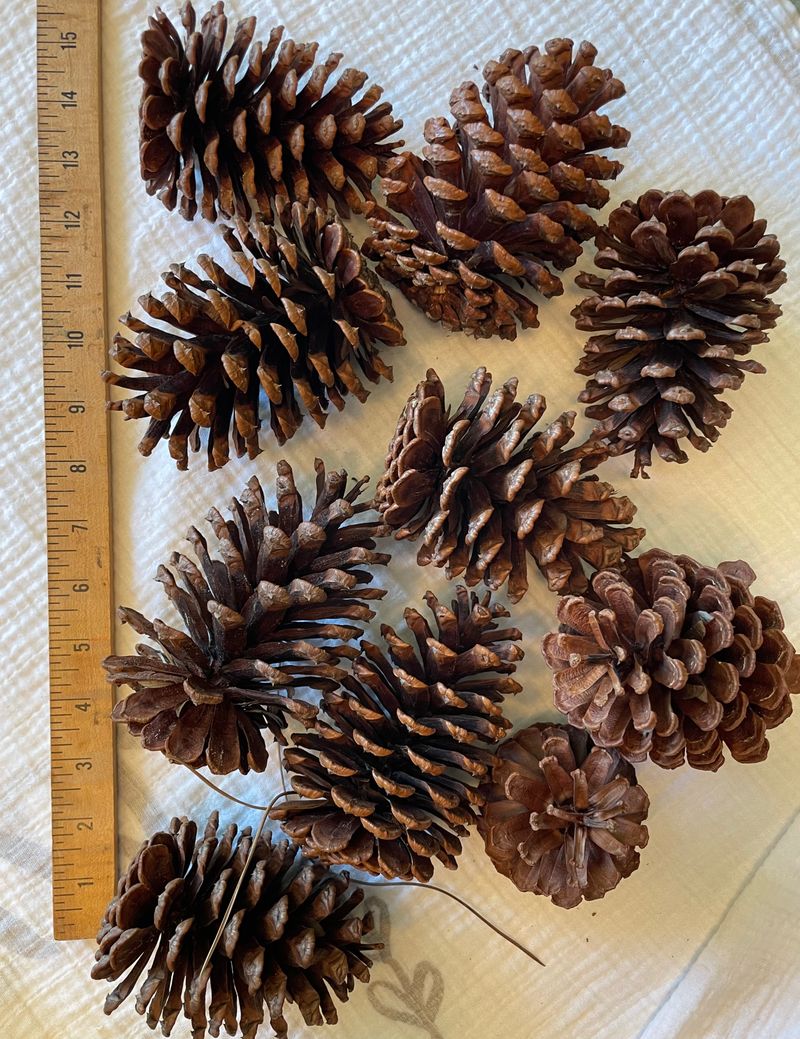 Pine Cones natural no chemicals 3 to 5 inches 10 cones